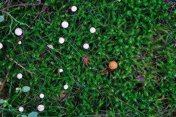 Mushrooms on a lawn from above