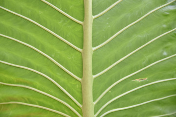 fresh green leaf texture, nature background image