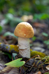 Single red boletus mushroom in the wild. Red boletus mushroom grows on the forest floor at autumn season..