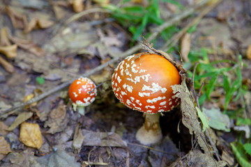 Mushroom family of Amanita muscaria, commonly known as the fly agaric or fly amanita.