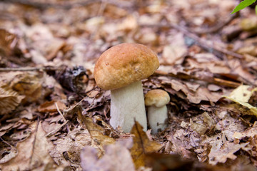 Mushroom family of boletus mushroom in the wild. Porcini mushroom grows on the forest floor at autumn season..