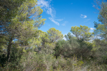 Paysage de maquis proche de la plage de Macarella, une des plus belles plages de Minorque, îles Baléares.