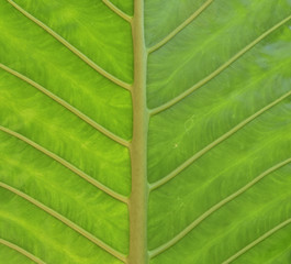 fresh green leaf texture, nature background image