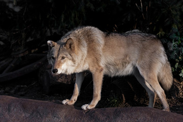 she-wolf female beautifully lit by the setting sun, a beast in profile.
