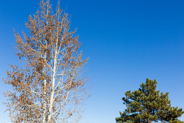 Aspen tree and Ponderosa Pine in a Colorado winter