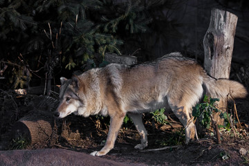 she-wolf female beautifully lit by the setting sun, a beast in profile.