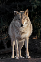 she-wolf female beautifully lit by the setting sun, a beast in profile.