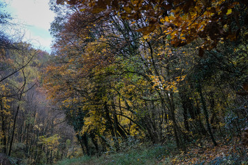 Forêt en automne