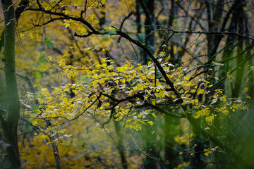 Forêt en automne