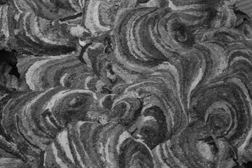 Vespirary or wasp nest background, black and white texture.