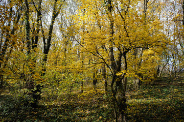 Forêt en automne