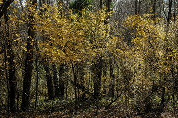 Forêt en automne