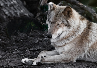 beautiful she-wolf female elegantly lies on the ground in profile close-up, the beast on vacation.