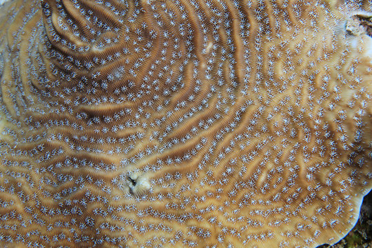Lamarcks sheet coral