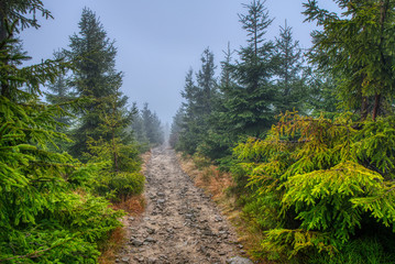 Fototapeta na wymiar forest path in the mountains with spruces around in the fog