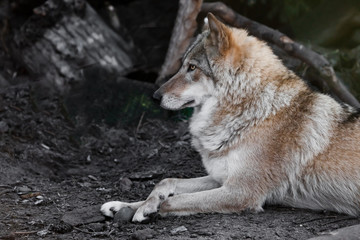 beautiful she-wolf female elegantly lies on the ground in profile close-up, the beast on vacation.