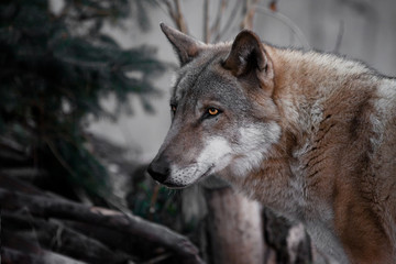 black wolf head close-up, burning luminous eyes.