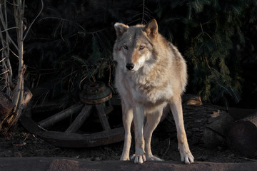 she-wolf female beautifully lit by the setting sun, a beast in profile.