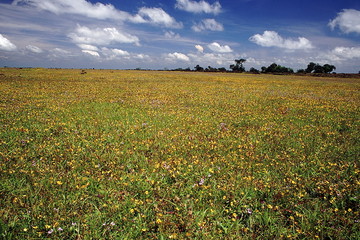 Monsoon flora on lateritic plateau.