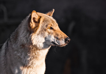 Naklejka na ściany i meble face of a wolf in profile is beautifully consecrated by the yellow setting sun,