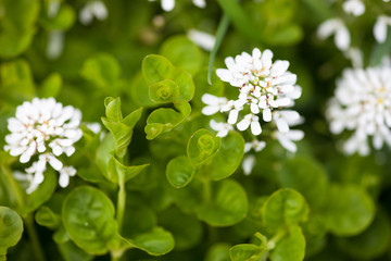 Fototapeta premium White flowers in the spring meadow