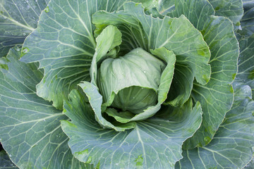 Fresh cabbage head. Close-up.