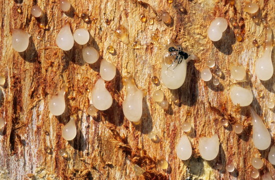 The resin of Boswellia serrata. this resin is fragrant and is also used medicinally. 