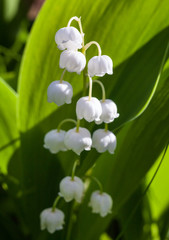 Lily of the valley (Convallaria majalis) flowers