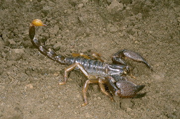 Heterometrus sp. A large burrowing scorpion found in burrows under rocks in Central India. Its sting is very painful.