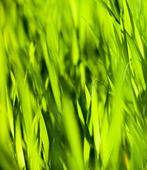 Green grass in the sunny day