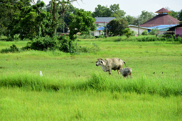 hut on the edge of rice fields