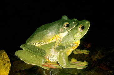 Amplexus in Rhacophorus malabaricus, the malabar gliding frog. This frog can glide from higher branches to the ground.