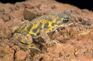 Bufo koynaensis. A small endemic Toad found in only a few restricted locations especially close to lateritic plateaus in the Western Ghats of Maharashtra.