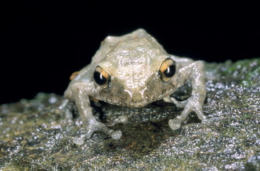 Philautus sp. One of the numerous members of a very diverse genus of tree frogs.
