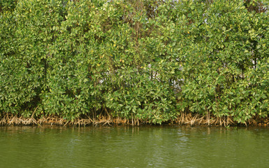 Mangrove tree in tropical rain forest sunny day blue sky environmental concept