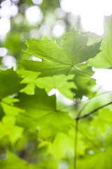 Green maple leaves