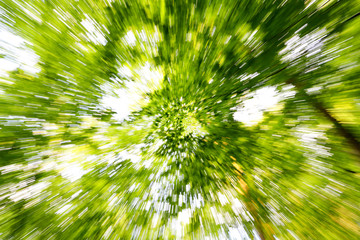 Artistic shot of fresh green leaves in the spring in a beech forest