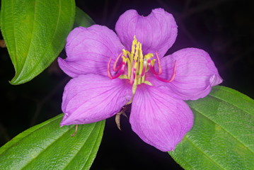 Melastoma malabathricum,  a large shrub which grows along streams. It flowers almost throughout the year.