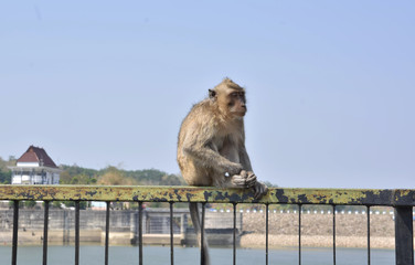 Monkeys sit on the bridge fence during the day