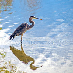 Great Blue Heron (Ardea herodias) Photographed in Colorado