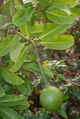 Capparis moonii, Large Caper a spiny climbing shrub from the Western Ghats. The plant is endemic and threatened. The fruit is used medicinally.