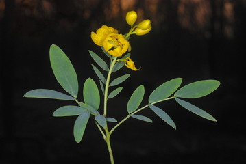Flowers of Cassia angustifolia one of the several plants called senna commercially. Its leaves are a mild laxative and are extensively used in Ayurveda. - obrazy, fototapety, plakaty