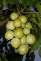Fruit of Clausena sp. This wild relative of the curry leaf plant has leaves that are strongly aromatic when crushed. The fruits are also edible but in small quantities. 