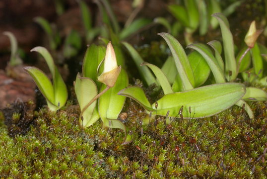 Flower bud of an epiphytic / lithophytic orchid Eria reticosa from the Western Ghats. 