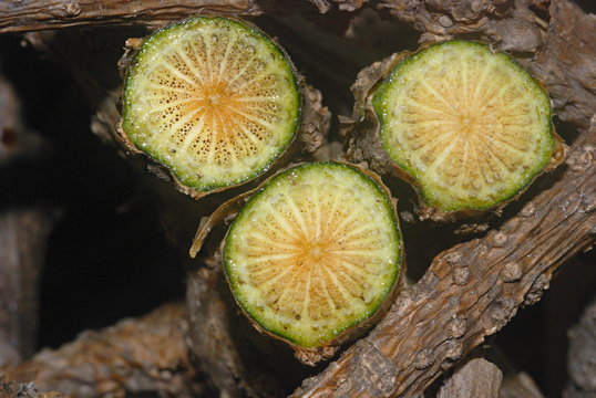 Cross section of the stem of Tinospora cordifolia, Gulbel. This climber is widely used in Ayurveda and is called guduchi in Sanskrit. 