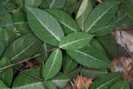 Leaves of Hemidesmus indicus, Ananta-mula. The roots of this plant are used in Ayurvedic formulations for skin and stomach complaints.