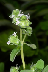 Flowers of Origanum marjorana locally called marva