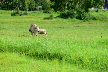 Obraz na płótnie Canvas Cow on the green field
