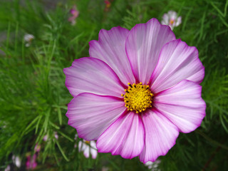 Obraz premium Nice pink purple white flower with beautiful pistils center on a green ground full of details