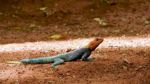 Wild Agama Agama eating an ant